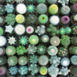 Meet your Posher, Sweetcactusears